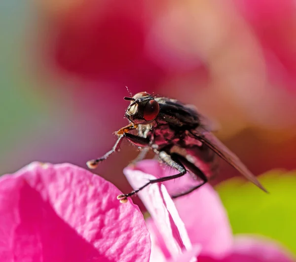 Macro Fly Sitting Blossom — Stock Photo, Image