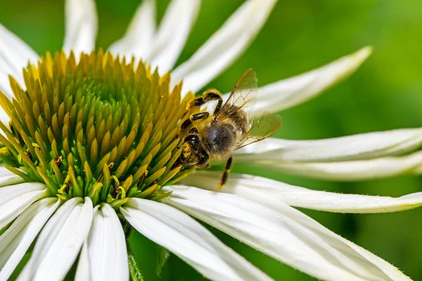 Macro Ape Miele Che Raccoglie Nettare Fiore Echinacea — Foto Stock