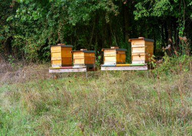 Arıcılık - arılar tahta bir arıya doğru uçuyor.