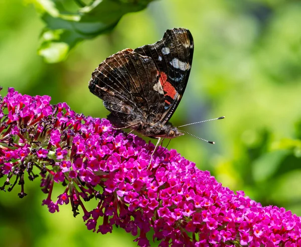 Macro Uma Borboleta Almirante Que Reúne Néctar Uma Flor Budleja — Fotografia de Stock