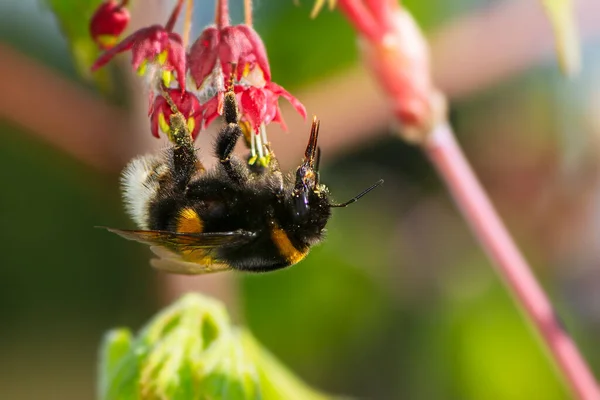 Macro Northern White Tailed Bumblebee Bombus Magnus Blossoms Japanese Maple — Stock Photo, Image