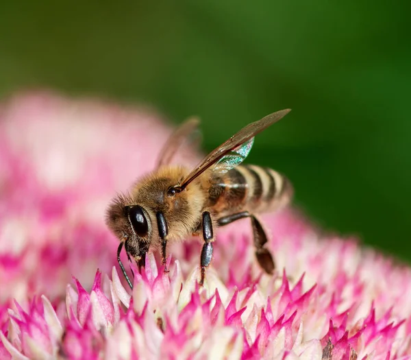 Macro Uma Abelha Flores Flor Sedum — Fotografia de Stock