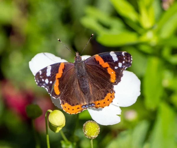 Macro Una Mariposa Almirante Una Flor Blanca —  Fotos de Stock