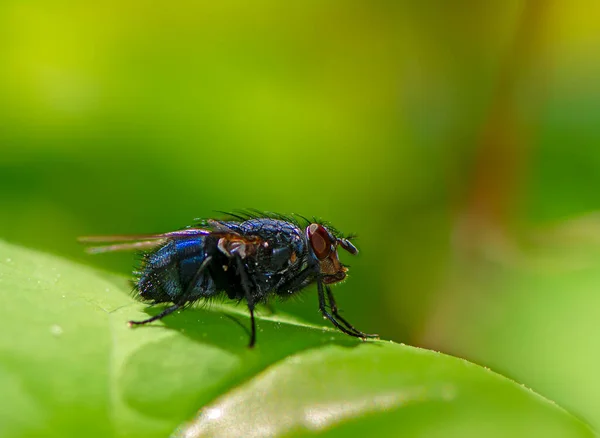 Macro Uma Mosca Uma Folha Verde — Fotografia de Stock