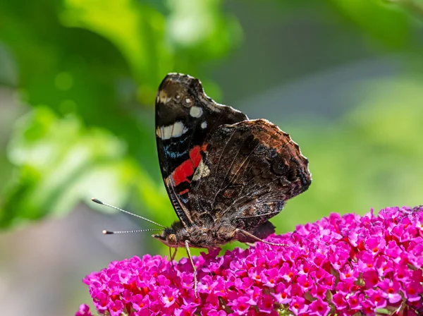 Macro Una Mariposa Almirante Recogiendo Néctar Una Flor Budleja — Foto de Stock