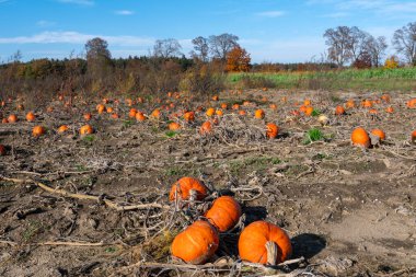 Olgun turuncu balkabaklarıyla tarlada manzara