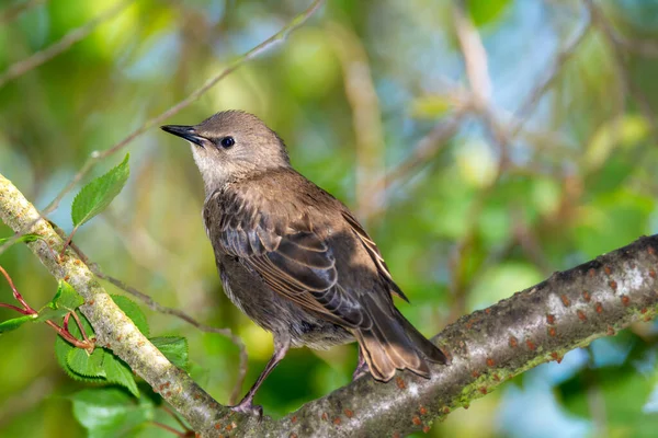 Primer Plano Joven Pájaro Estornino Sentado Rama Árbol —  Fotos de Stock