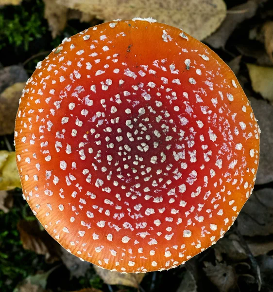 Chapeau Une Mouche Rouge Champignon Agarique Dans Forêt — Photo