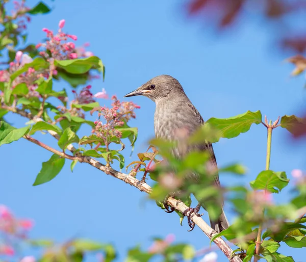 Young Starling Sitting Branch Flowering Bush — Stock Photo, Image