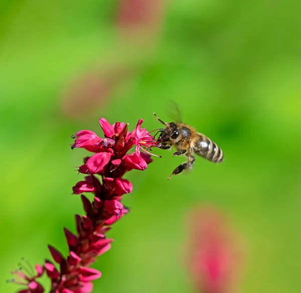 Včela Letí Červenému Květu Plevele — Stock fotografie