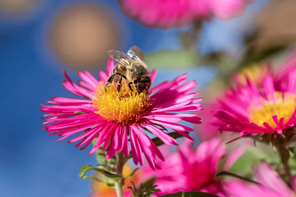 Macro Uma Abelha Que Reúne Néctar Uma Flor Aster Rosa — Fotografia de Stock