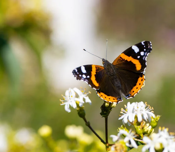 Macro Una Mariposa Almirante Una Flor Siete Hijos —  Fotos de Stock