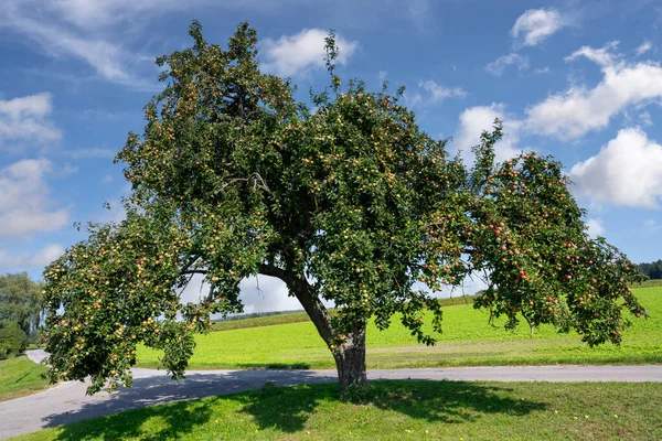 Rural Landscape Bavaria Old Apple Tree — Stock Photo, Image