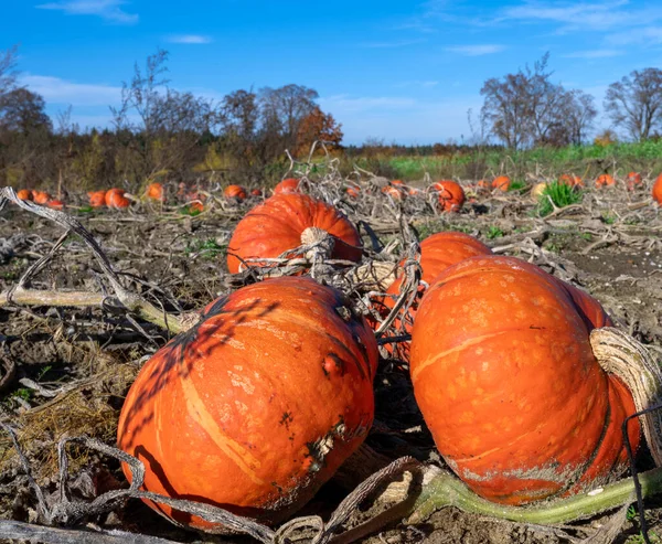 Paesaggio Con Zucche Arancioni Mature Campo — Foto Stock