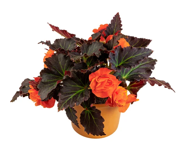 Closeup Isolated Potted Begonia Flower — Stock Photo, Image