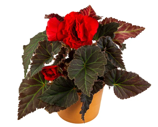 Primo Piano Fiore Isolato Begonia Vaso — Foto Stock