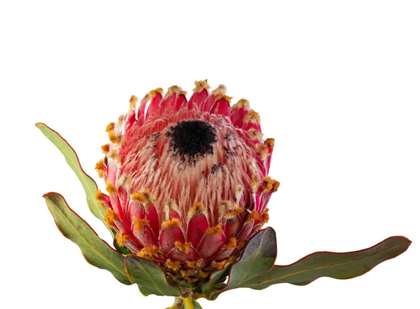Μακρο Ενός Απομονωμένου Ανθού Βασιλικής Protea Protea Cynaroides — Φωτογραφία Αρχείου