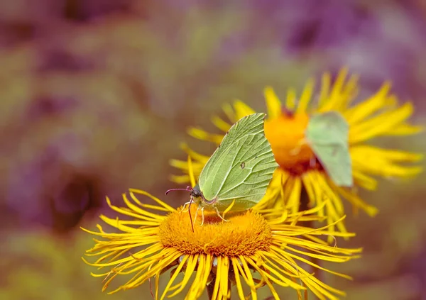 Brimstone Butterfly Blossoms Yellow Flower — Stock Photo, Image