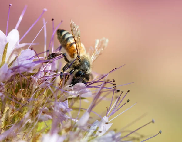 Macro Uma Abelha Que Reúne Néctar Uma Flor — Fotografia de Stock