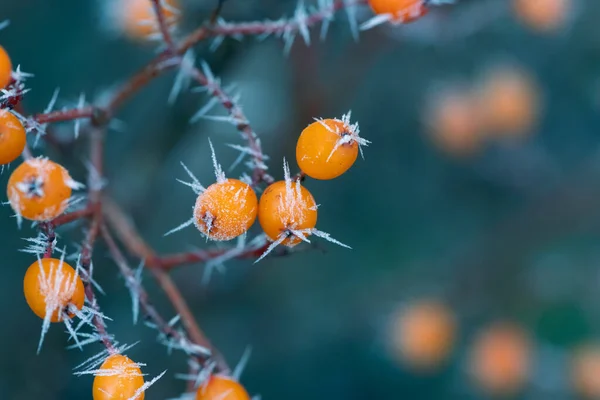 Zmrzlé Pomerančové Bobule Ledovými Krystaly — Stock fotografie