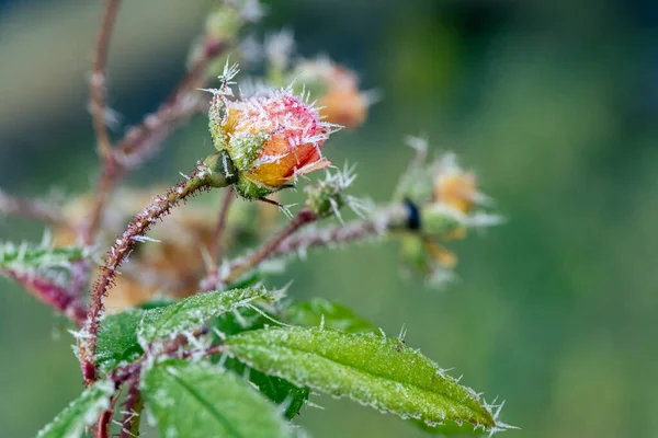 Macro Fiore Rosa Smerigliato Con Cristalli Ghiaccio — Foto Stock