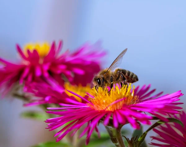 Macro Uma Abelha Que Reúne Néctar Uma Flor Aster Rosa — Fotografia de Stock