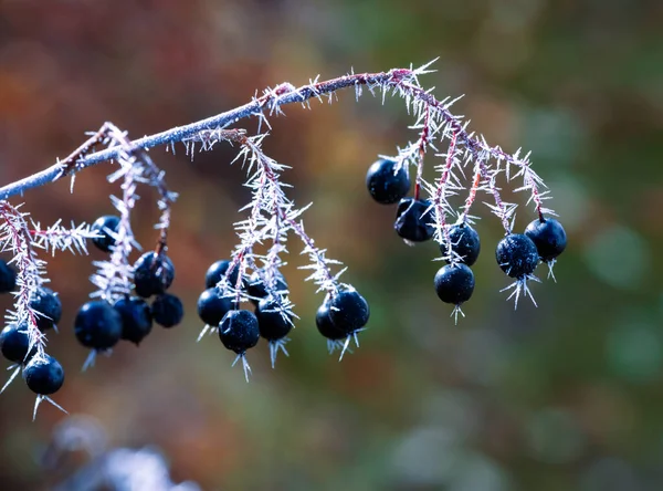 Frosted Black Aronia Berries Covered Ice Cristals — Stock Photo, Image