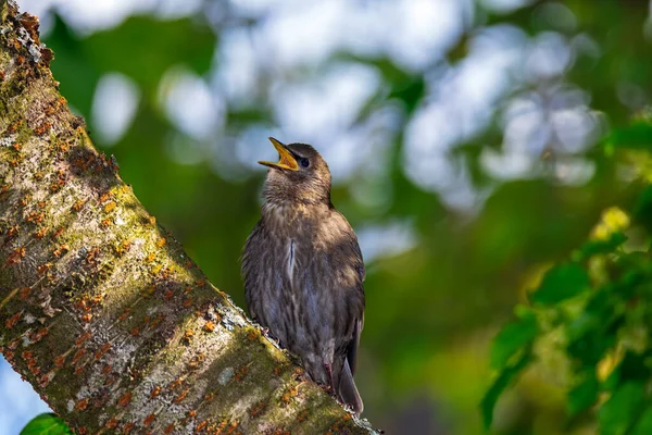 Primer Plano Joven Pájaro Estornino Sentado Rama Árbol —  Fotos de Stock