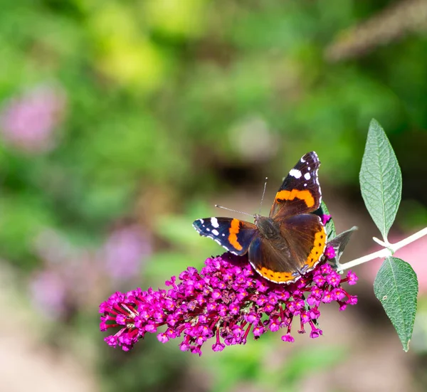 Makro Admirála Motýla Šeříkovém Květu — Stock fotografie