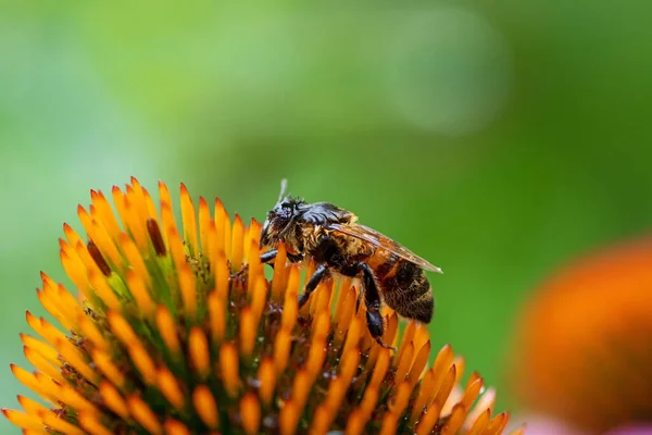 Makro Mokrej Pszczoły Kwiatach Szkarłatnych — Zdjęcie stockowe