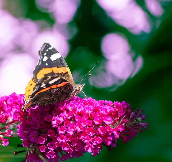 Macro Una Farfalla Ammiraglio Fiore Lilla — Foto Stock