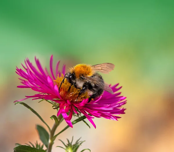 Macro Bee Collecting Nectar Pink Aster Blossom — Stock Photo, Image