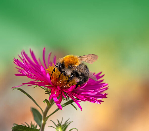 Macro of a bee collecting nectar at a pink aster blossom