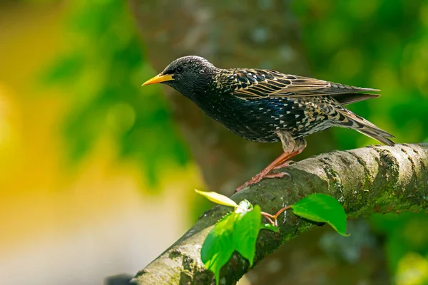 Primer Plano Pájaro Estornino Negro Sentado Árbol —  Fotos de Stock