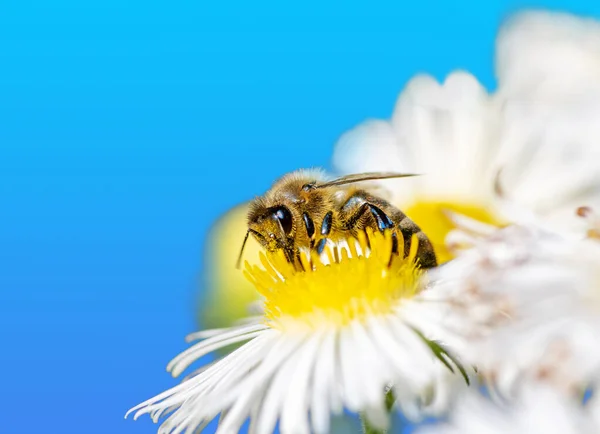 Macro Bee Collecting Nectar White Aster Blossom — Stock Photo, Image