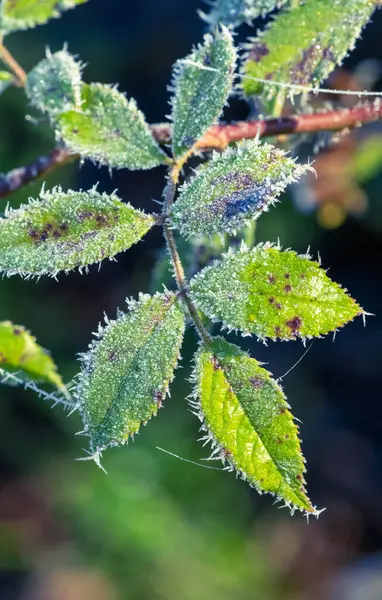 结了霜的叶子在有冰晶的枝条上的宏观调控 — 图库照片