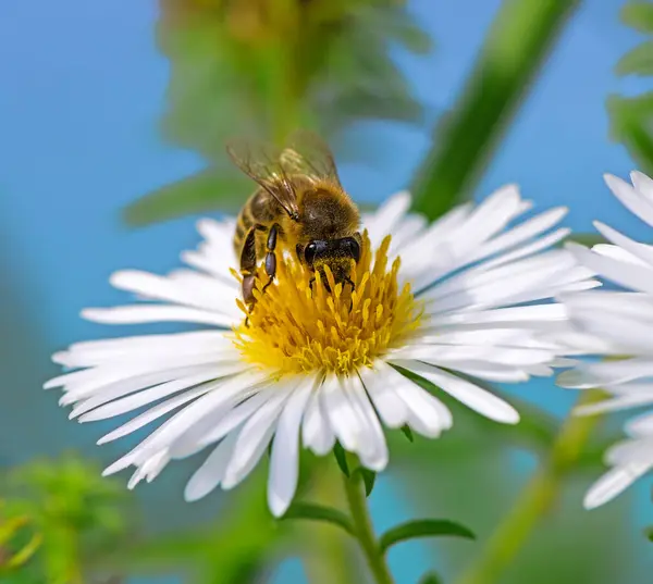 Macro Bee Collecting Nectar White Aster Blossom — Stock Photo, Image