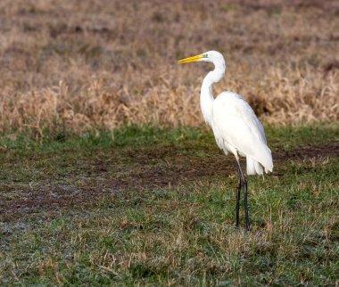 Beyaz büyük balıkçıl (Ardea alba) bir çayırda duruyor