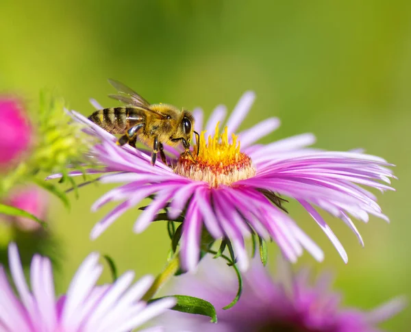 Макро Пчелы Собирающей Нектар Розовом Цветущем Астере — стоковое фото