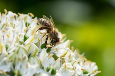 Bir çiçeğin nektarını toplayan bir arı makrosu.
