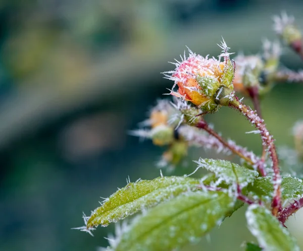 Makro Mraženého Růžového Květu Ledovými Krystaly — Stock fotografie