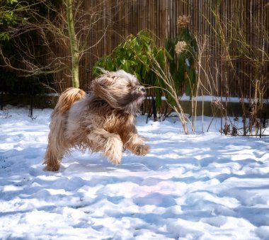 Uzun saçlı Tibet teriyer köpeği karda koşuyor..