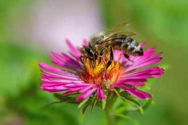 Pembe bir paskalya çiçeğinde nektar toplayan bir arı makrosu.