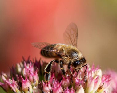 Sedum çiçeğindeki bir arı makrosu çiçek açar.