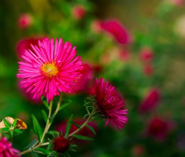 Bahçedeki çiçek tarhında pembe bir paskalya çiçeği.