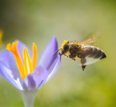 Mor bir kır çiçeğine uçan bir arı makrosu.