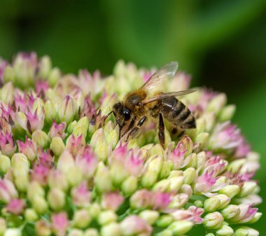 Sedum çiçeğindeki bir arı makrosu çiçek açar.