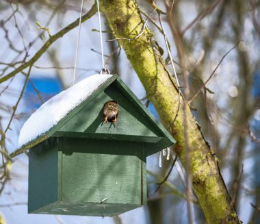 Yeşil Ahşap kuş yuvası Avrasya ağaç serçe