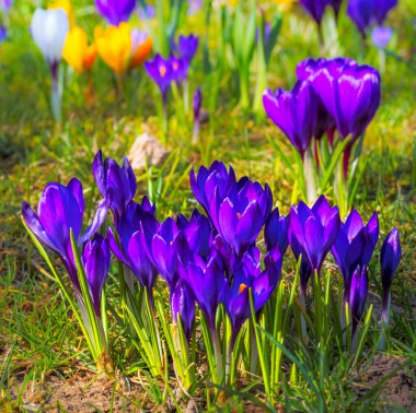 Çiçeklerle dolu yeşeren bahar çayırı