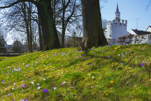 Park Schrobenhausen Bavaria Spring Flowers — Stock Photo, Image